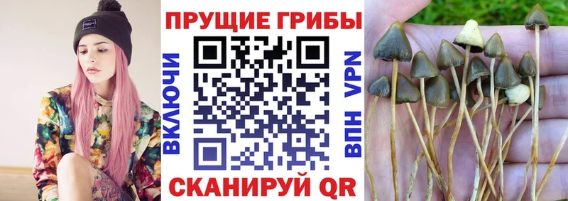 Псилоцибиновые грибы Psilocybine cubensis  сайты даркнета как зайти  Навашино 